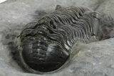 Morocconites Trilobite Fossil - Ofaten, Morocco #347295-5